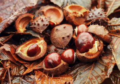 Horse Chestnut Aescin ลดบวม เสริมผนังหลอดเลือด