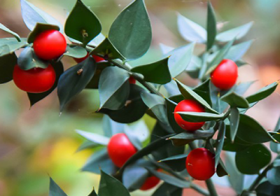 Butchers Broom ลดบวม เสริมหลอดเลือดดำ
