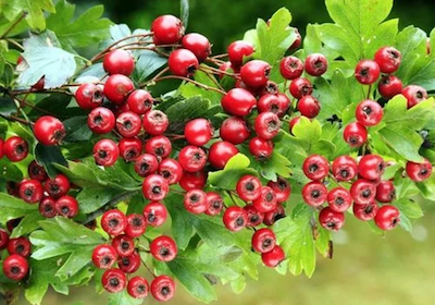 Hawthorn Berry Extract ลดการอักเสบหลอดเลือด
